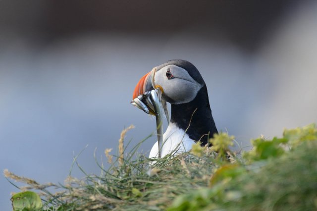 Macareux moine / Atlantic Puffin